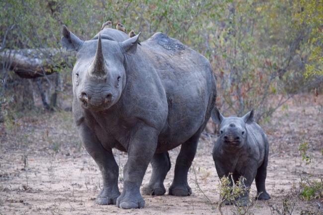 Black rhinoceros and calf, South Africa