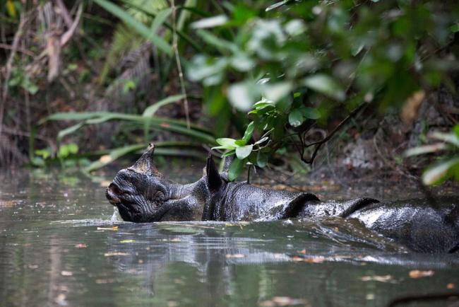 Javan rhino, Ujung Kulon National Park, Java, Indonesia