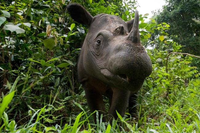 Sumatran rhino, Indonesia 