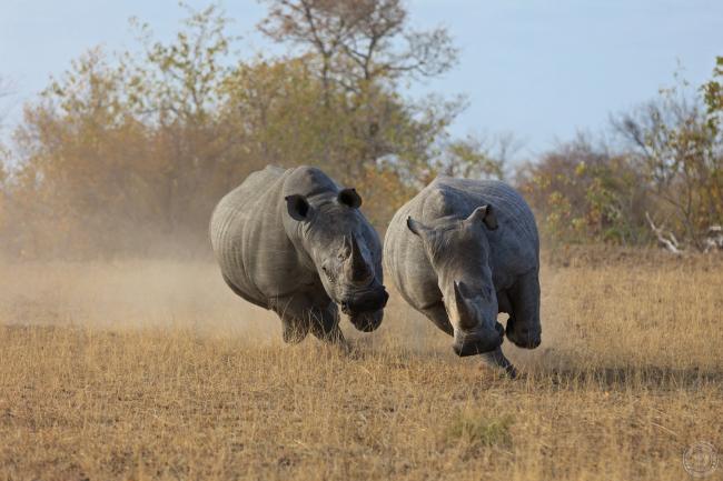 Two white rhinos running, South Africa 