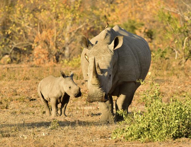 White rhino mother and calf, South Africa