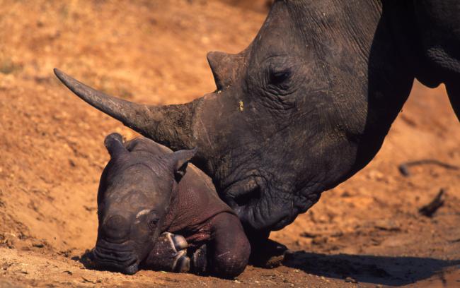 White rhino with newborn calf, South Africa 
