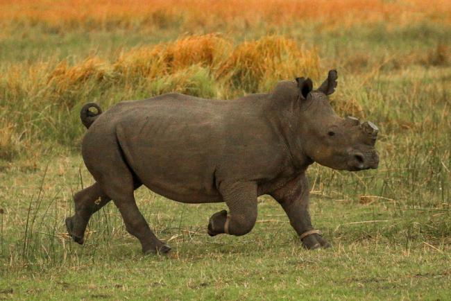 White rhino, Botswana