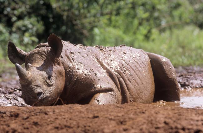 Young black rhino, Kenya