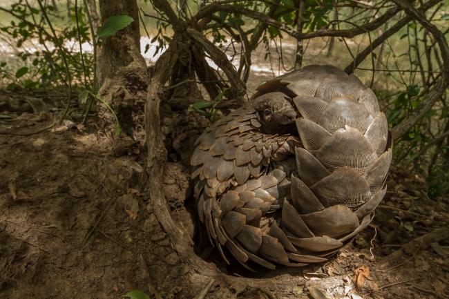 Ground pangolin (Smutsia temminckii) curling up to rest on a termite mound in Gorongosa National Park, Mozambique.