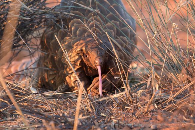 Pangolin in the Tswalu Kalahari Reserve, South Africa