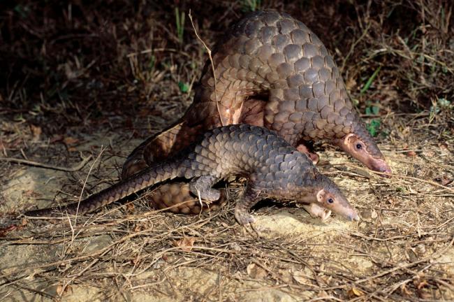 Mother and baby Malayan Pangolin 