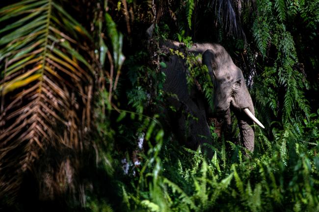Borneo elephant in the jungle