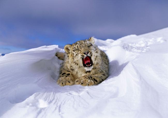 Snow leopard cub yawning