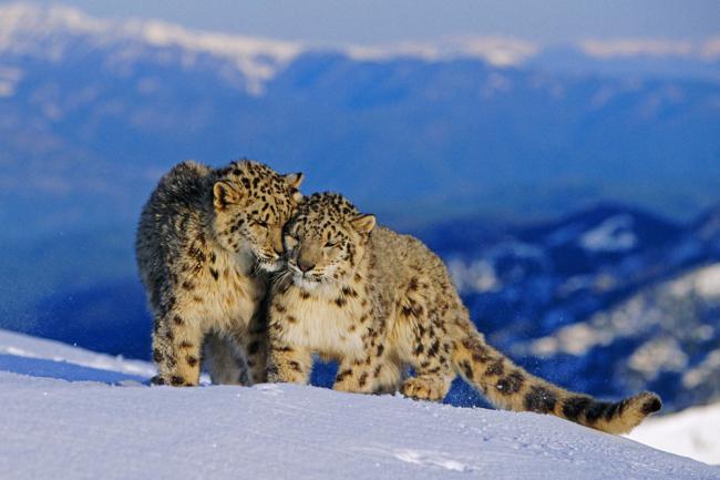 A pair of snow leopards