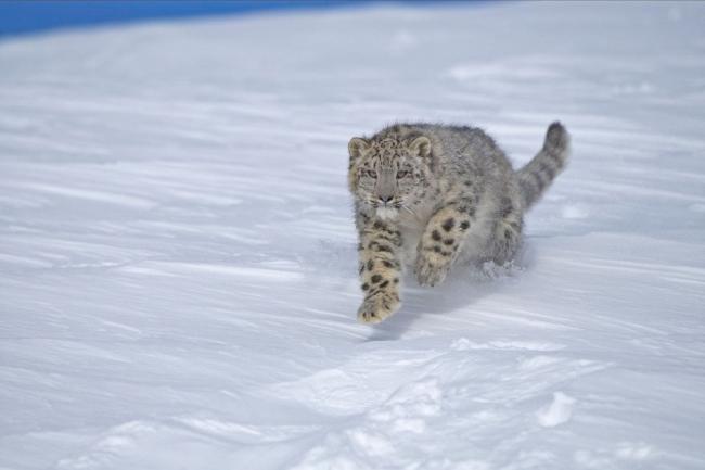 Snow Leopard Running through snow