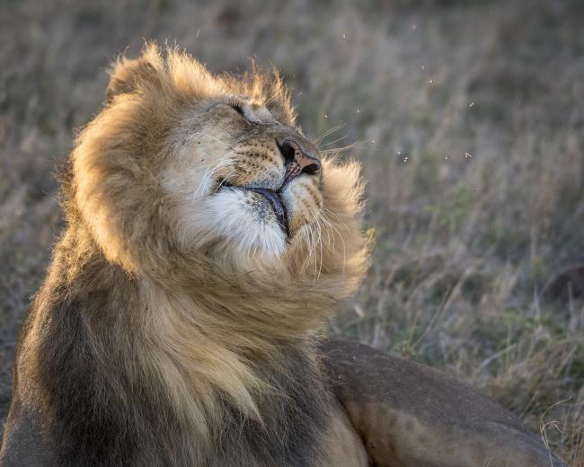 Lions: Habitat, Diet, & Conservation