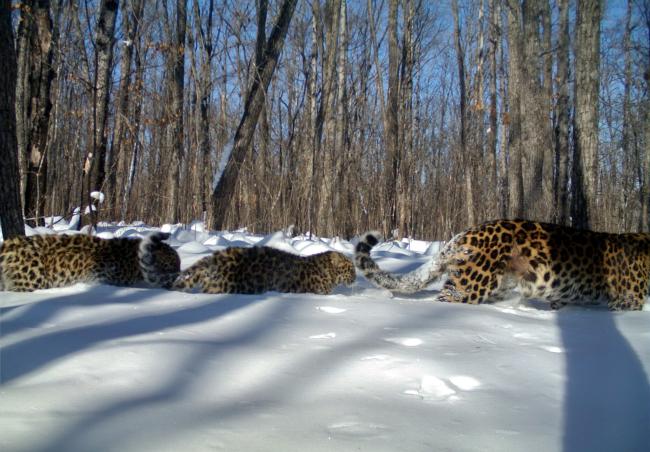 Amur leopard with cubs