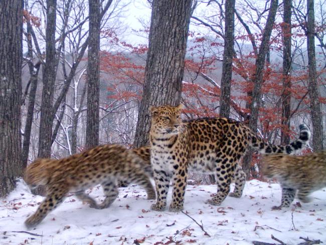 Amur leopard with cubs