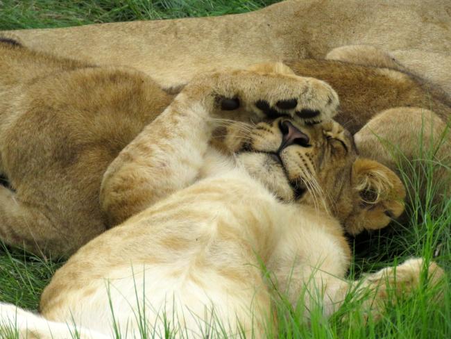 Lion cub