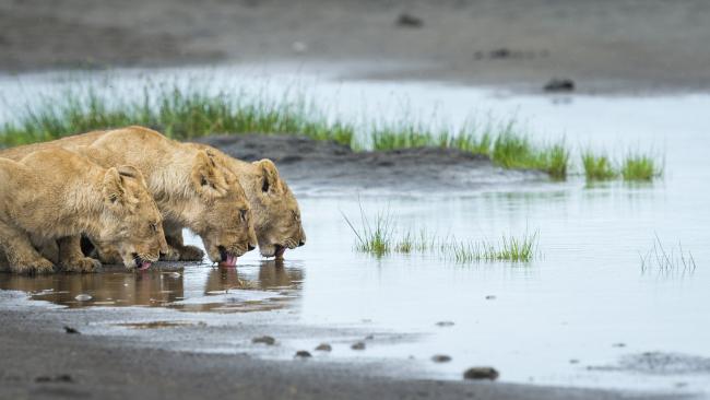 Lion cubs at water's edge