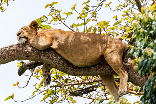 Lion sleeping in a tree