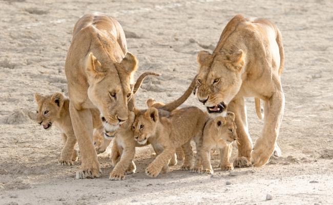 Lionesses and cubs