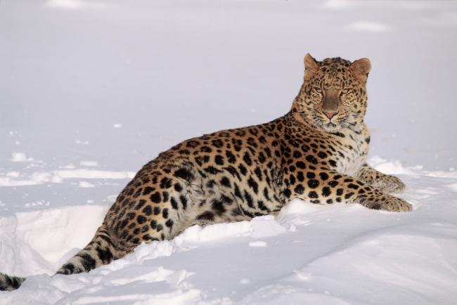 Amur leopard sitting down