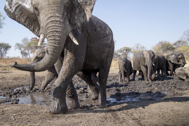 African elephants caught on camera trap, Namibia