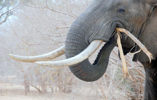 African elephant eating, Zimbabwe 