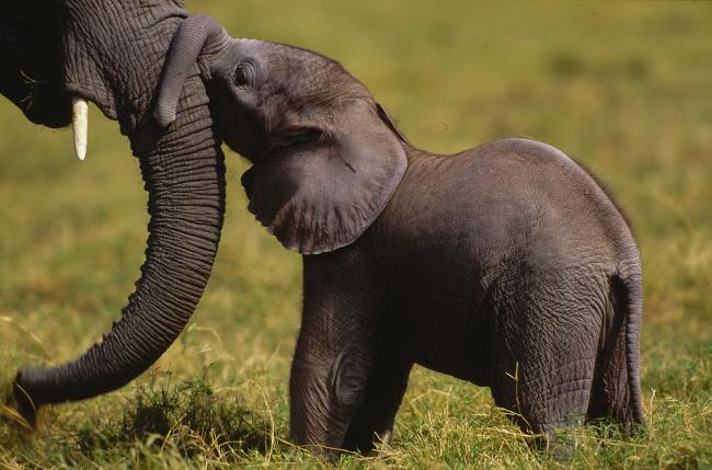 Information and Facts About Elephant Babies