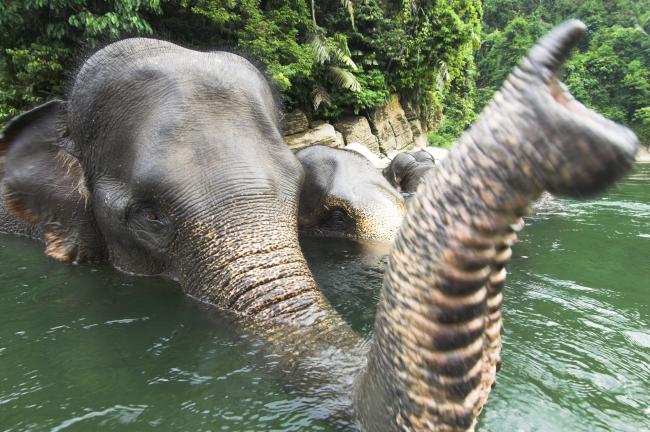 Asian elephants bathing, Sumatra, Indonesia 