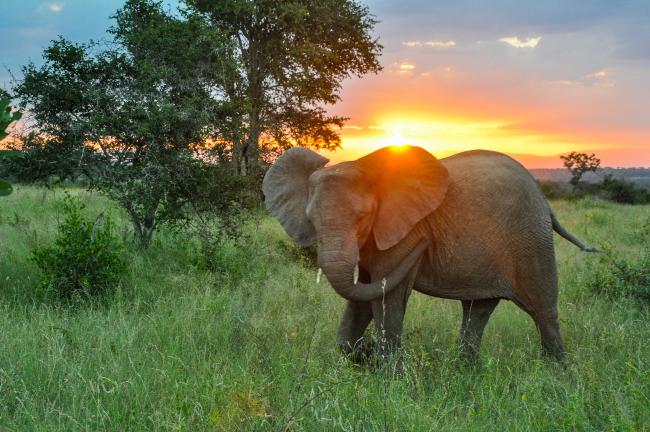 African elephant, South Africa 