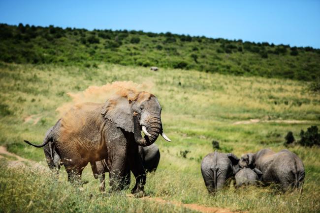 An elephant covers itself in dust and dirt in the Maasai Mara, Kenya