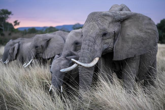 African elephant herd, Maasai Mara, Kenya