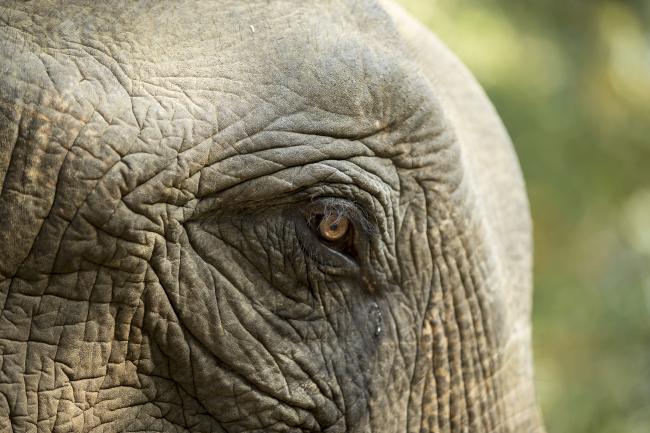 Our top 10 facts about elephants | WWF