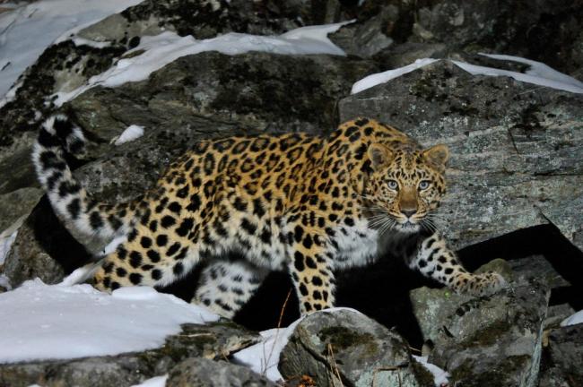 Wild female Amur leopard