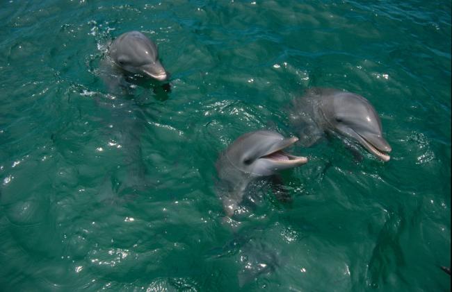Top 10 Facts About Dolphins Wwf