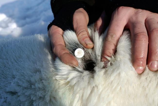 Norwegian Polar Institute resarcher reading an ear tag on a polar bear, Svalbard, Norway.