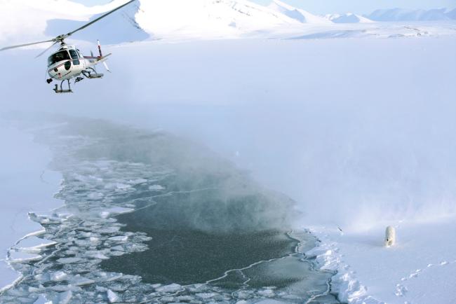 A tranquilising shot has just been fired on a polar bear from a helicopter, Svalbard, Norway.