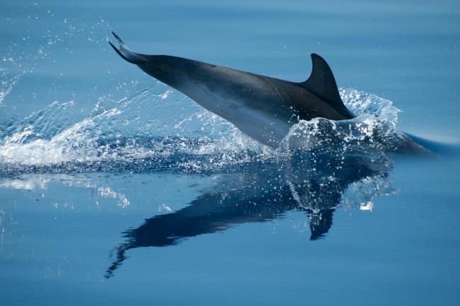 Diving Dolphin