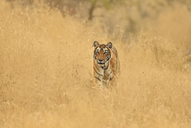 Bengal tiger (Panthera tigris) Krishna in grass habitat, Ranthambhore, India.