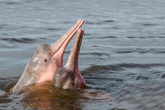 River Dolphin, Boto, Amazon
