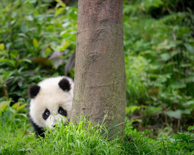 Panda hiding behind a tree