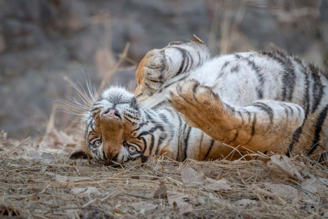 tiger eating man alive