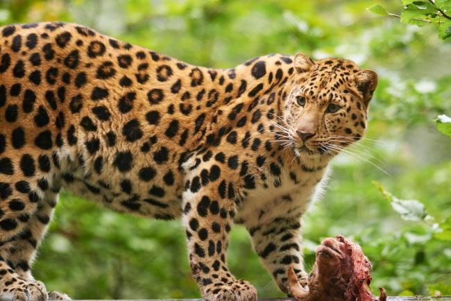 Amur leopard climbing