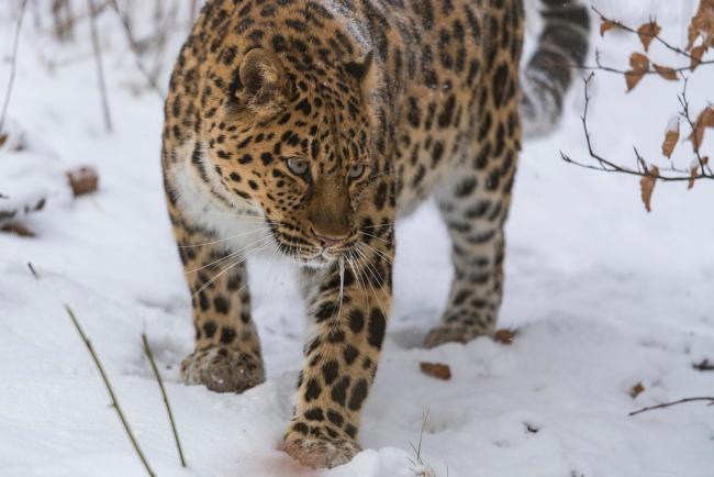 Amur leopard (Panthera pardus orientalis). Photo taken at Nordens Ark