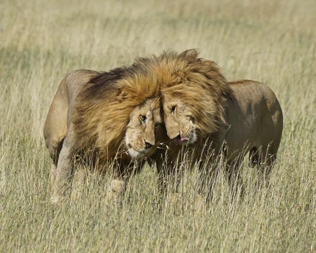 Two male lions