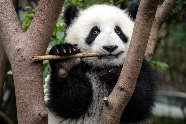 Giant panda eating Bamboo