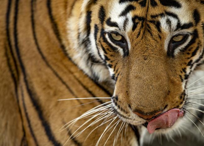 Portrait of a young Royal Bengal tigress from Bandhavgarh National Park