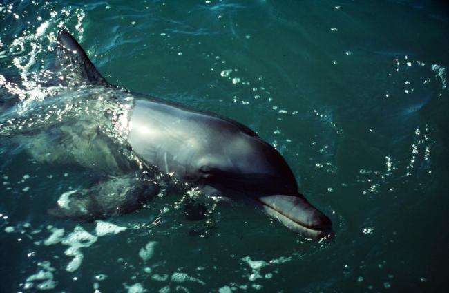Bottle-nosed Dolphin Shark Bay, Western Australia Australia