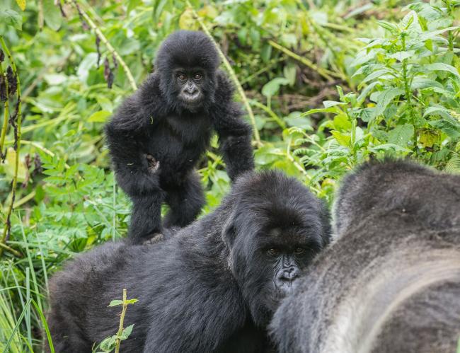 Mountain gorillas, Virunga National Park, Rwanda