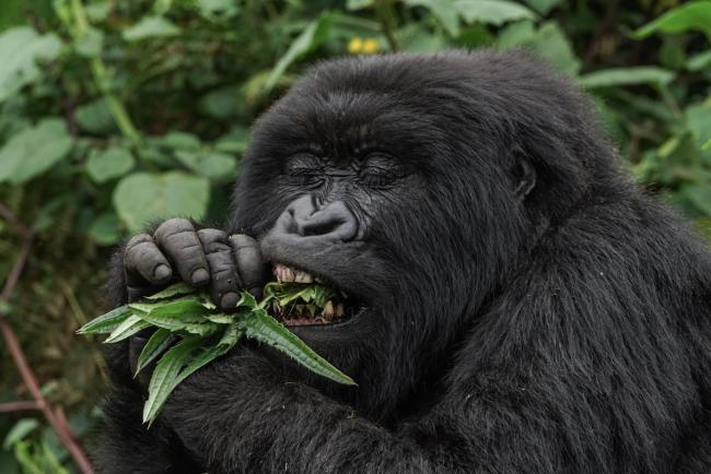 Mountain gorilla, Virunga Mountains, Rwanda