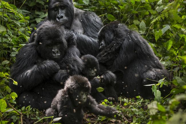 Bageni family, Virunga National Park, Democratic Republic of Congo