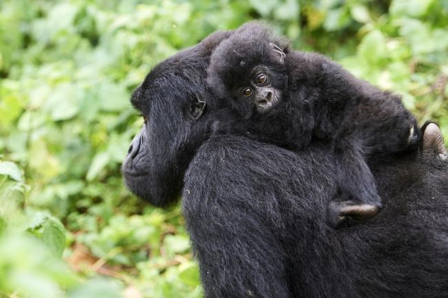 Mountain gorilla carrying her baby, Virunga National Park, Democratic Republic of Congo